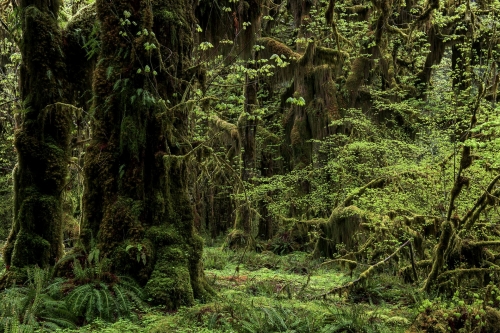 6-nature-photography-forest-photography-queets-rainforest-washington-state
